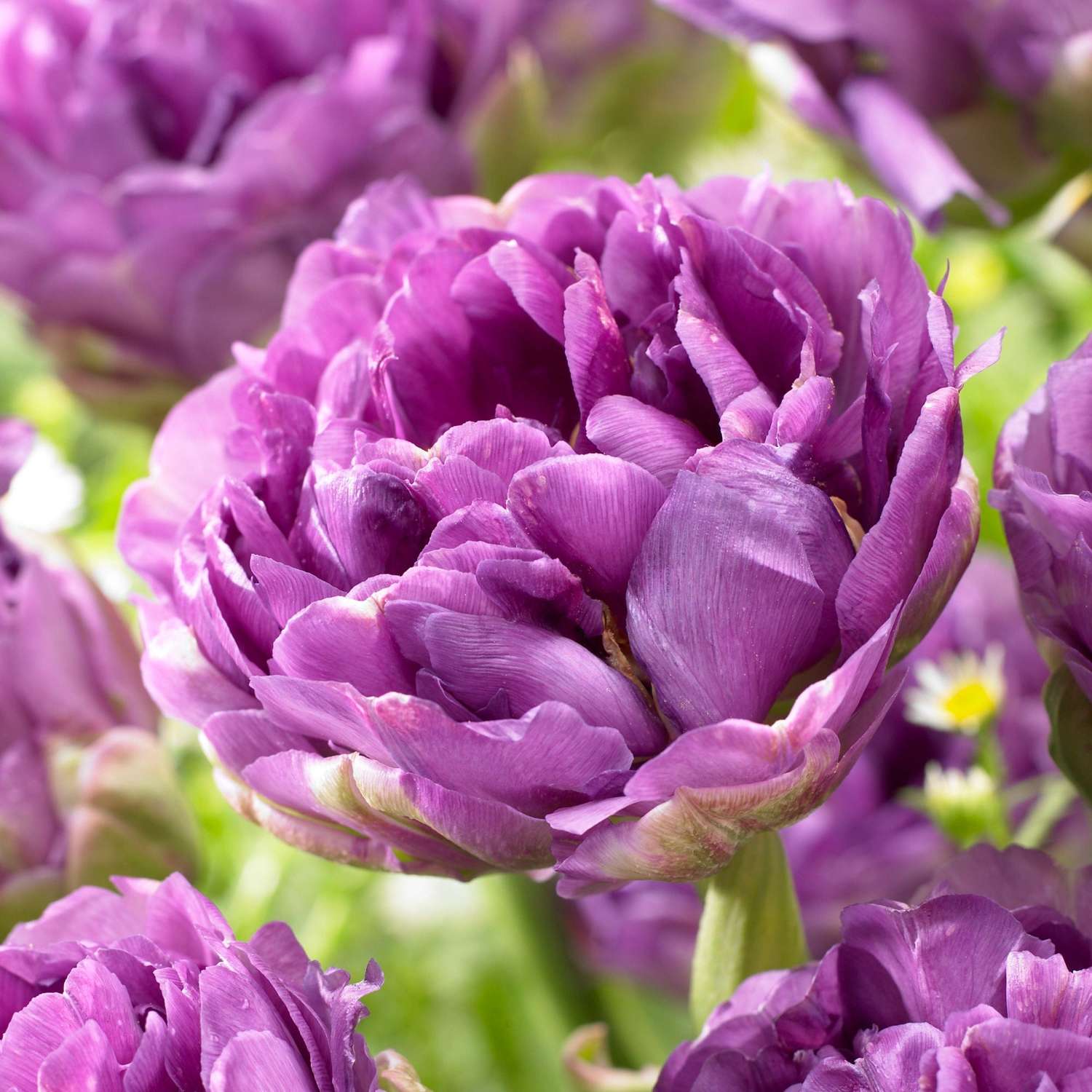 Tulppaani 'Blue Wow'